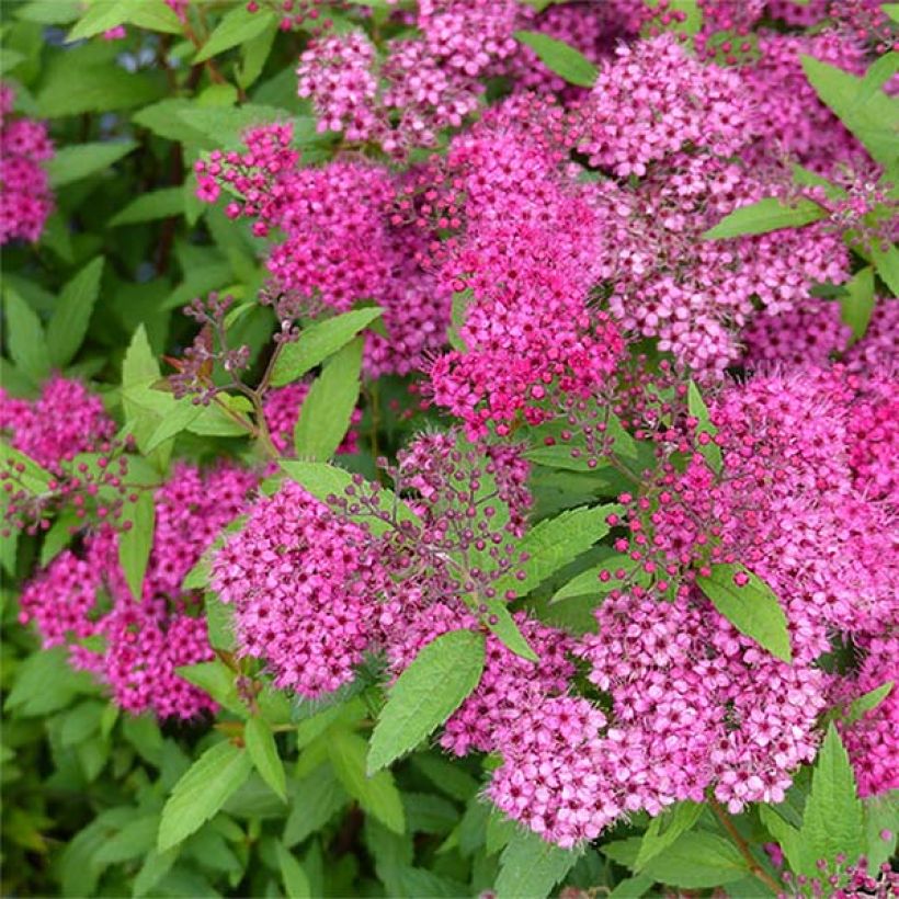 Rote Sommerspiere Anthony Waterer - Spiraea japonica (Flowering)