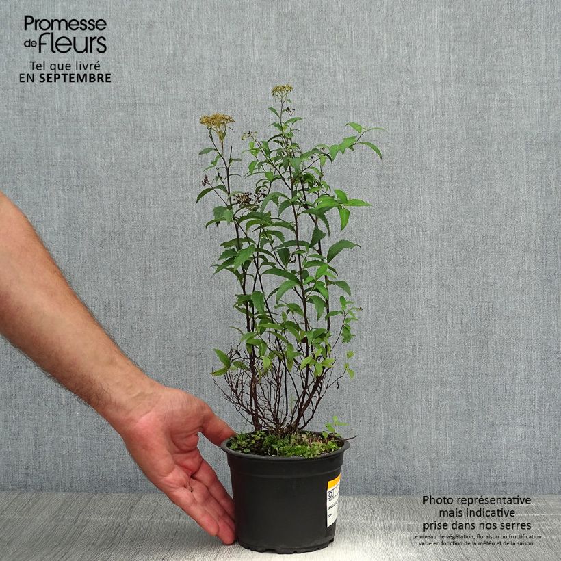 Example of Rote Sommerspiere Anthony Waterer - Spiraea japonica Topf mit 1L/1,5L as you get in automne