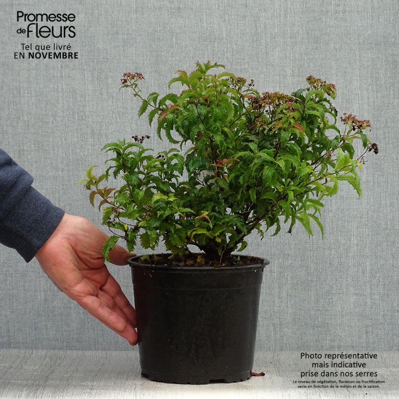 Example of Sommerspiere Crispa - Spiraea japonica Topf mit 2L/3L as you get in automne