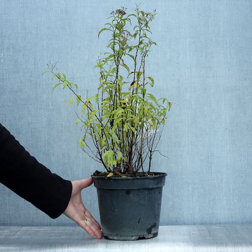 Example of Sommerspiere Crispa - Spiraea japonica Topf mit 3L/4L as you get in automne
