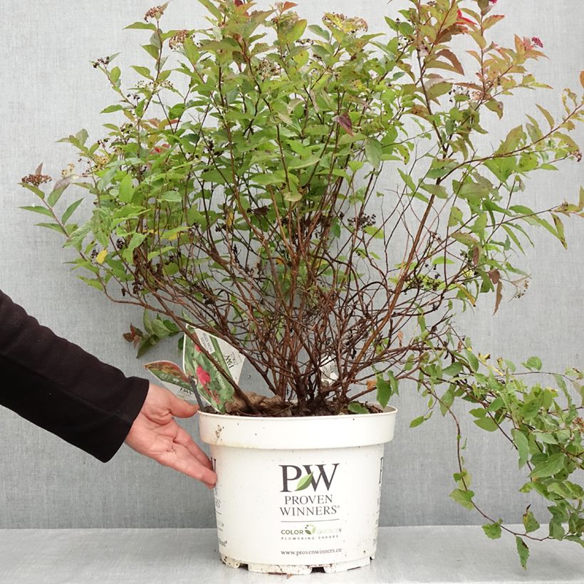 Exemplar von Spirée japonaise Double Play - Spiraea japonica Topf mit 7,5L/10L wie im Herbst geliefert