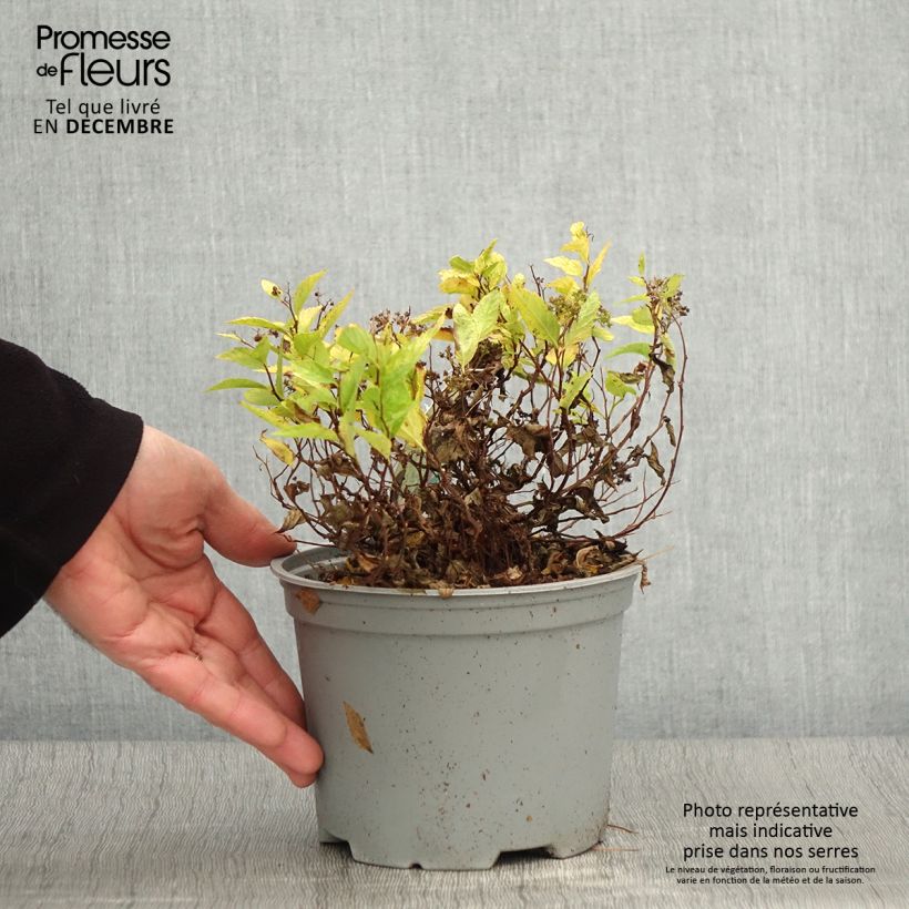 Example of Sommerspiere Double Play Gold - Spiraea japonica Topf mit 2L/3L as you get in automne