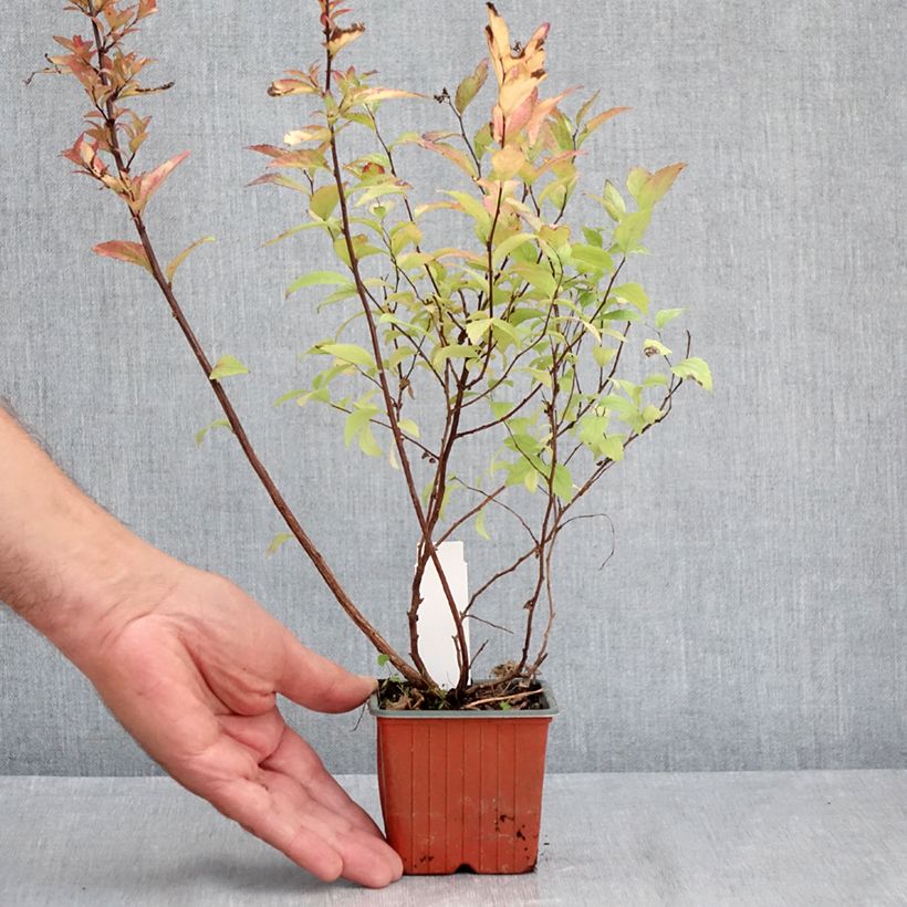 Example of Sommerspiere Firelight - Spiraea japonica Kleine Töpfe von 8/9 cm as you get in ete