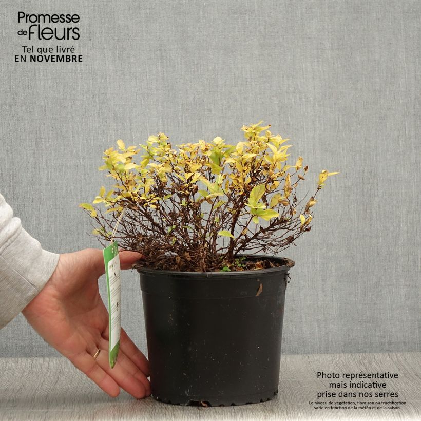 Example of Sommerspiere Golden Princess - Spiraea japonica Topf mit 2L/3L as you get in automne
