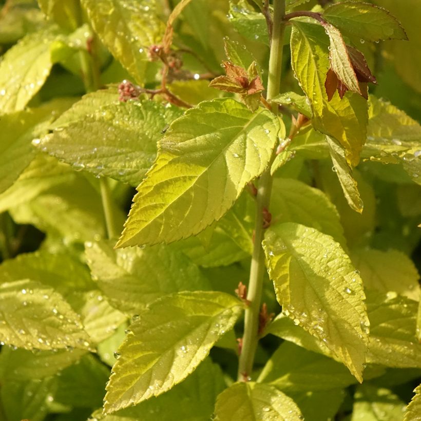 Sommerspiere Golden Princess - Spiraea japonica (Foliage)