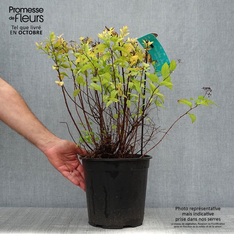 Example of Sommerspiere Goldflame - Spiraea japonica Topf mit 7,5L/10L as you get in automne