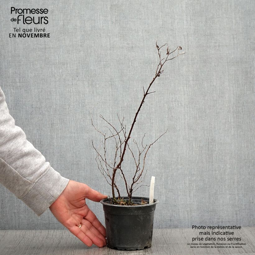 Example of Sommerspiere Goldflame - Spiraea japonica Topf mit 1L/1,5L as you get in automne
