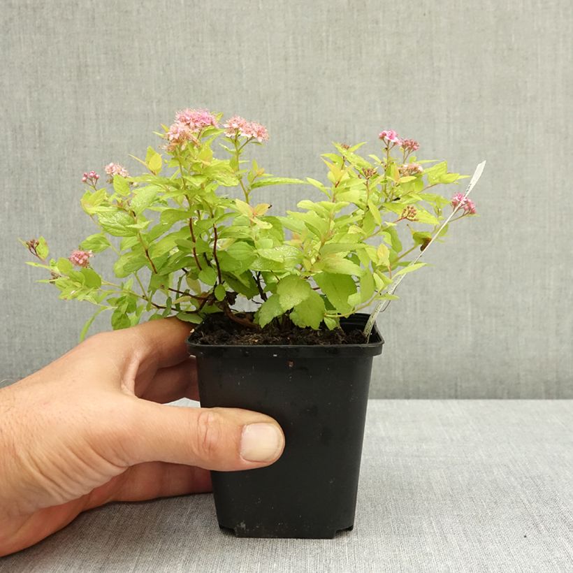 Exemplar von Sommerspiere Goldmound - Spiraea japonica Kleine Töpfe von 8/9 cm wie im Sommer geliefert