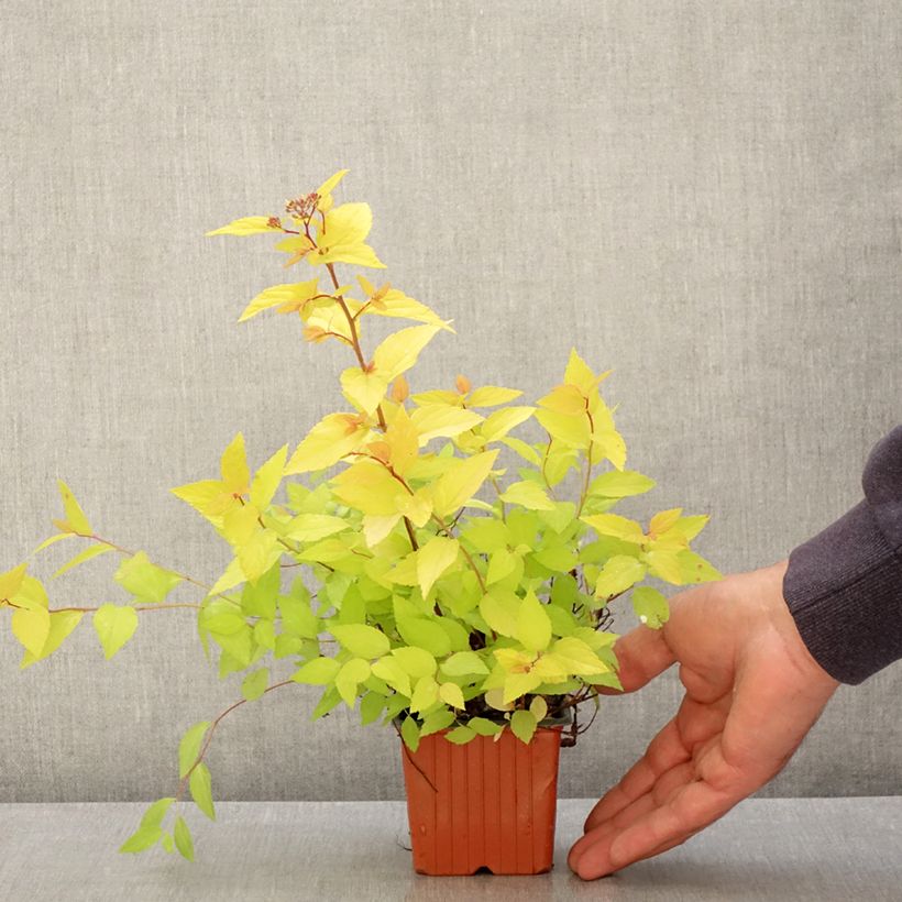 Example of Sommerspiere Goldmound - Spiraea japonica Kleine Töpfe von 8/9 cm as you get in printemps