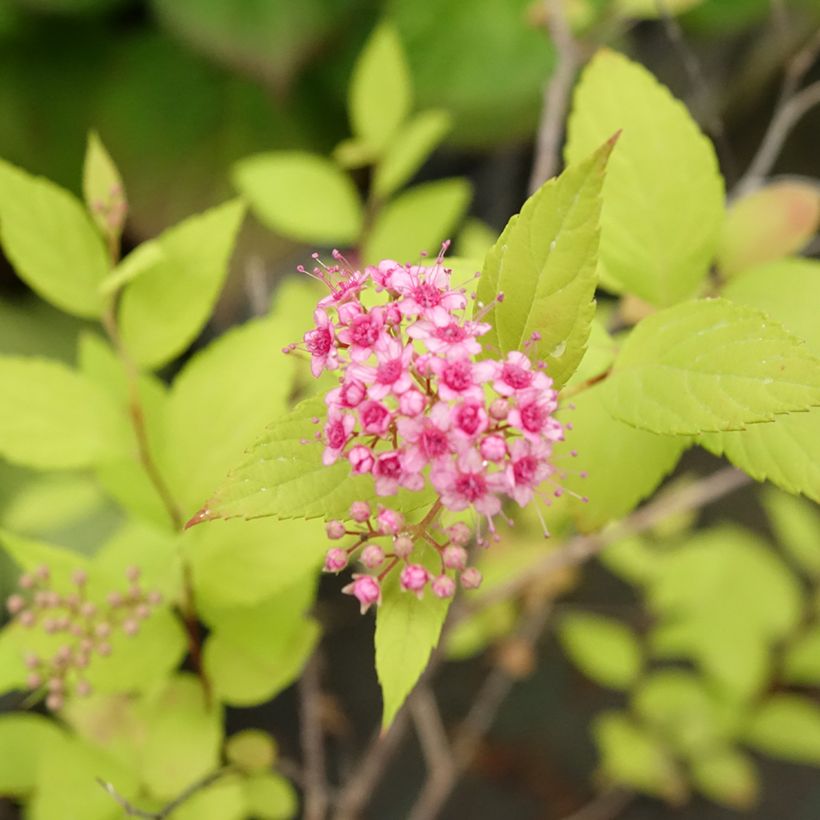 Sommerspiere Goldmound - Spiraea japonica (Flowering)