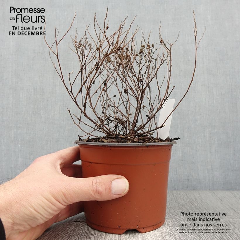 Example of Sommerspiere Little Princess - Spiraea japonica Kleine Töpfe von 8/9 cm as you get in automne