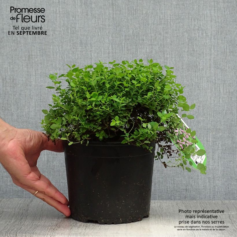 Example of Sommerspiere Little Princess - Spiraea japonica Topf mit 2L/3L as you get in automne
