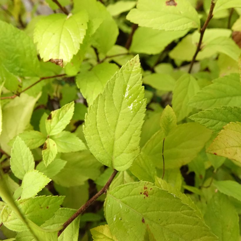 Sommerspiere Little Princess - Spiraea japonica (Foliage)