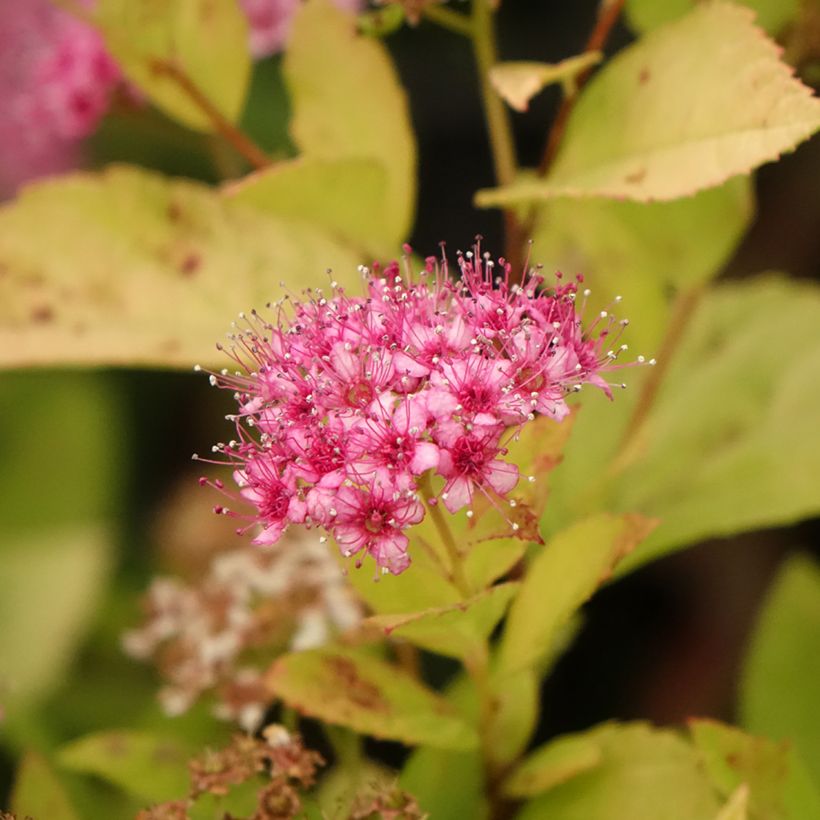 Sommerspiere Little Princess - Spiraea japonica (Flowering)