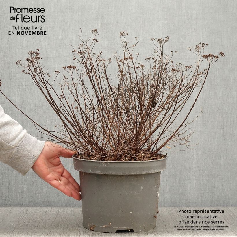 Example of Sommerspiere Little Princess - Spiraea japonica Topf mit 4L/5L as you get in automne