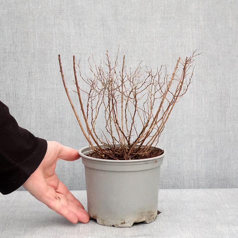 Example of Sommerspiere Merlo Gold - Spiraea japonica Topf mit 2L/3L as you get in hiver