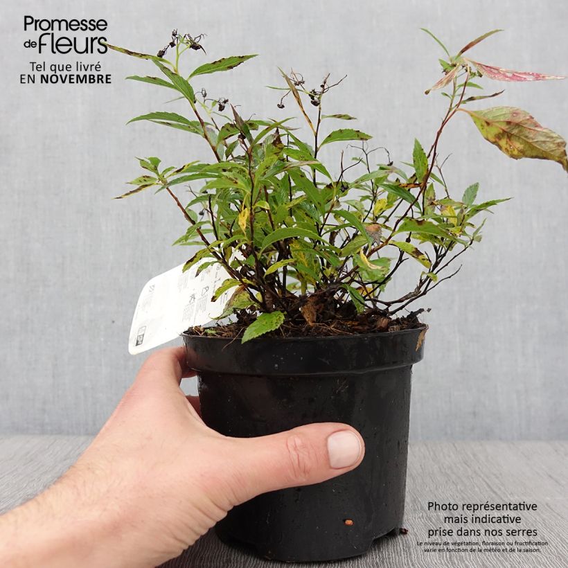 Example of Sommerspiere Shirobana Genpei - Spiraea japonica Topf mit 1L/1,5L as you get in automne