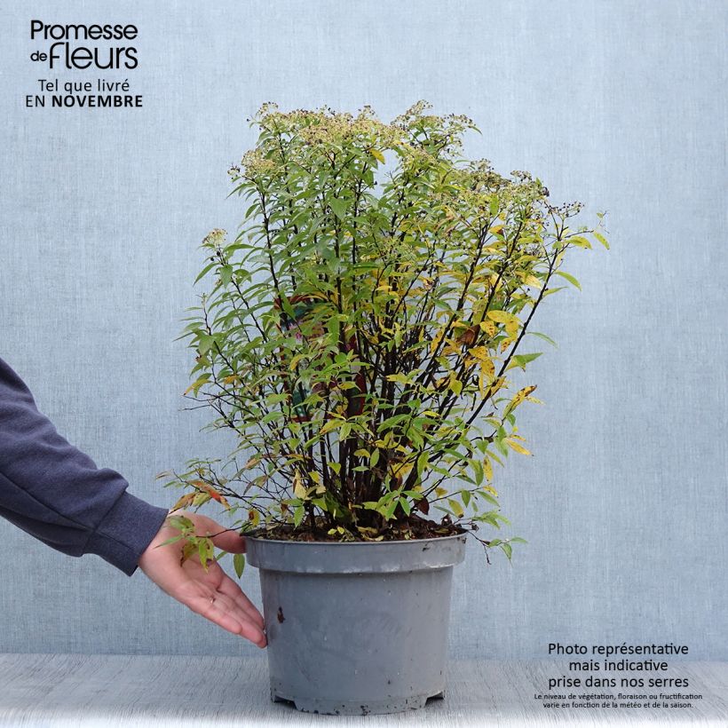 Example of Sommerspiere Shirobana Genpei - Spiraea japonica Topf mit 7,5L/10L as you get in automne