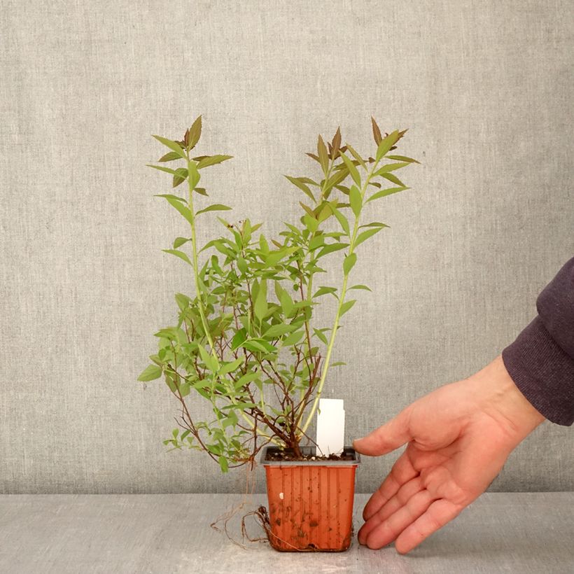 Exemplar von Sommerspiere Shirobana Genpei - Spiraea japonica Kleine Töpfe von 8/9 cm wie im Frühjahr geliefert