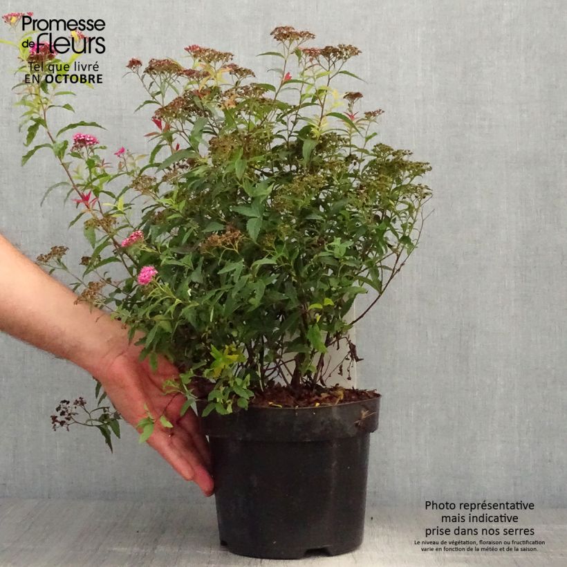 Example of Sommerspiere Darts Red - Spiraea japonica Topf mit 3L/4L as you get in automne