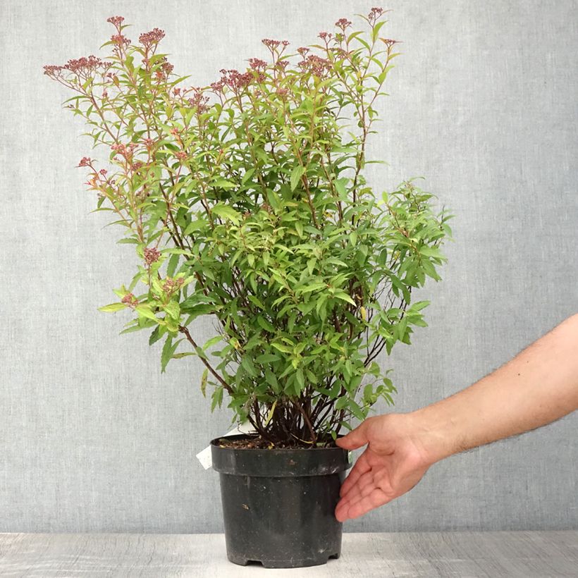 Exemplar von Sommerspiere Darts Red - Spiraea japonica Topf mit 3L/4L wie im Sommer geliefert
