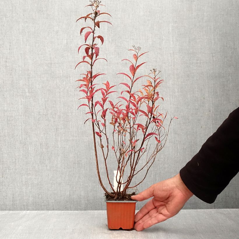 Exemplar von Sommerspiere Darts Red - Spiraea japonica Kleine Töpfe von 8/9 cm wie im Herbst geliefert