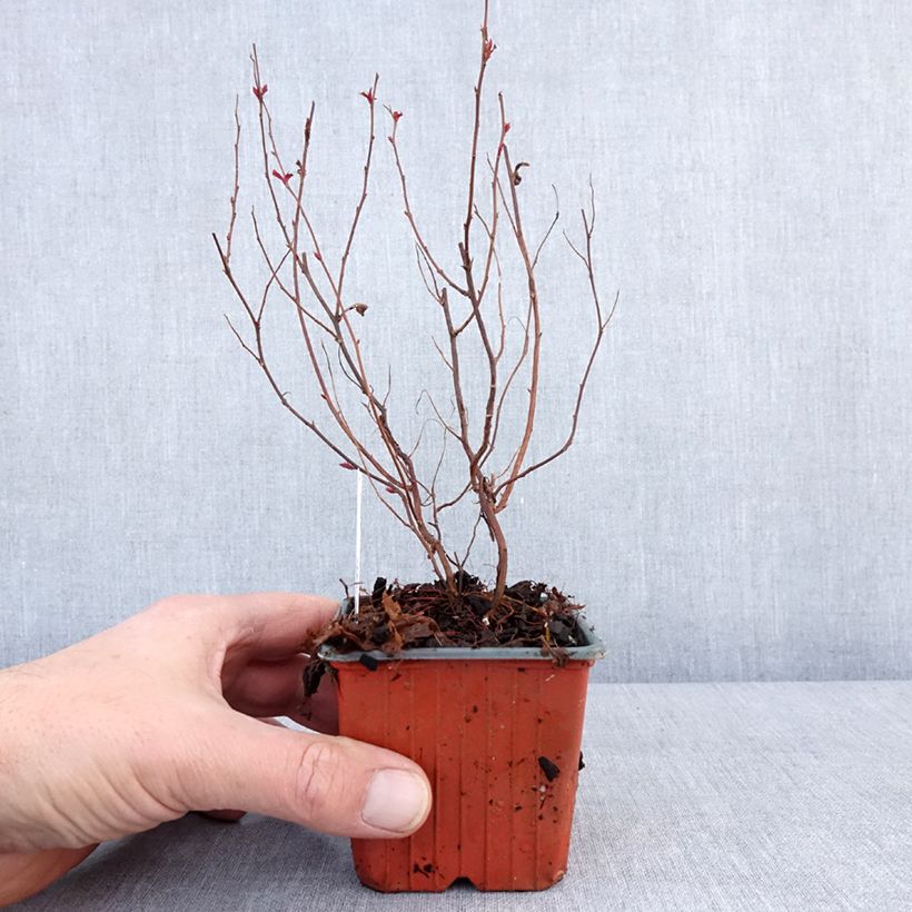Example of Sommerspiere Darts Red - Spiraea japonica Kleine Töpfe von 8/9 cm as you get in hiver