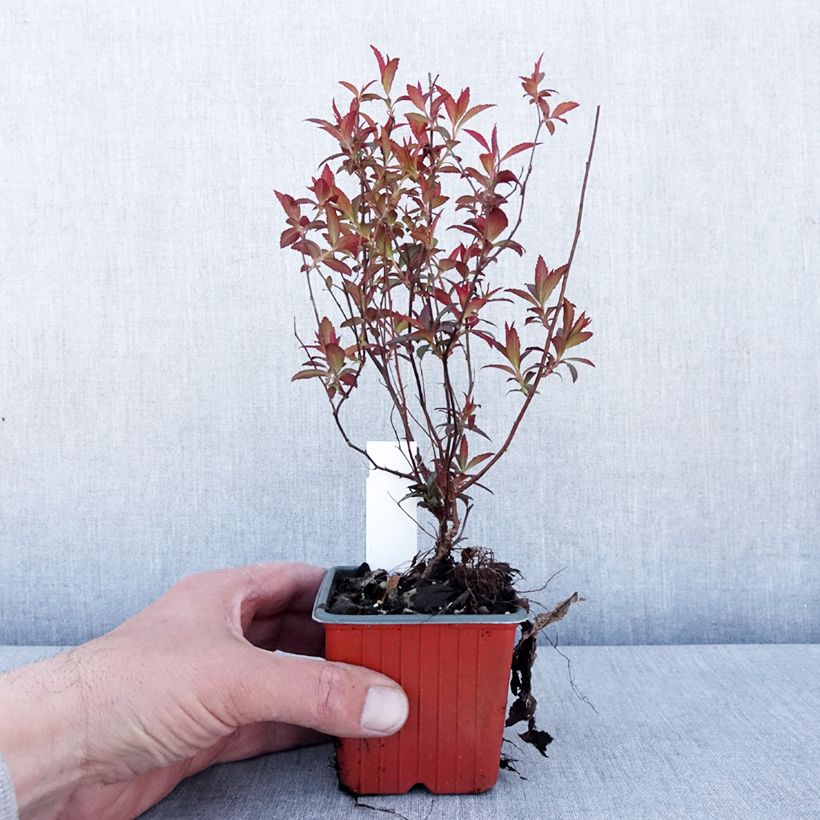 Exemplar von Sommerspiere Darts Red - Spiraea japonica Kleine Töpfe von 8/9 cm wie im Frühjahr geliefert