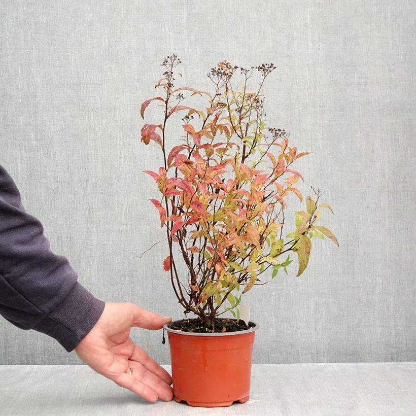 Exemplar von Sommerspiere Darts Red - Spiraea japonica Topf mit 1L/1,5L wie im Herbst geliefert