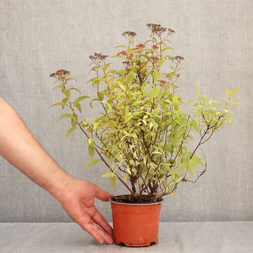 Example of Sommerspiere Darts Red - Spiraea japonica Topf mit 1L/1,5L as you get in ete