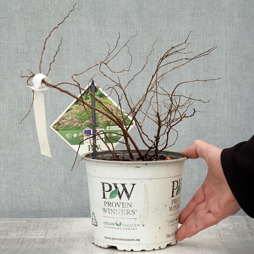 Example of Sommerspiere Double Play Big Bang Tracy - Spiraea japonica Topf mit 2L/3L as you get in automne