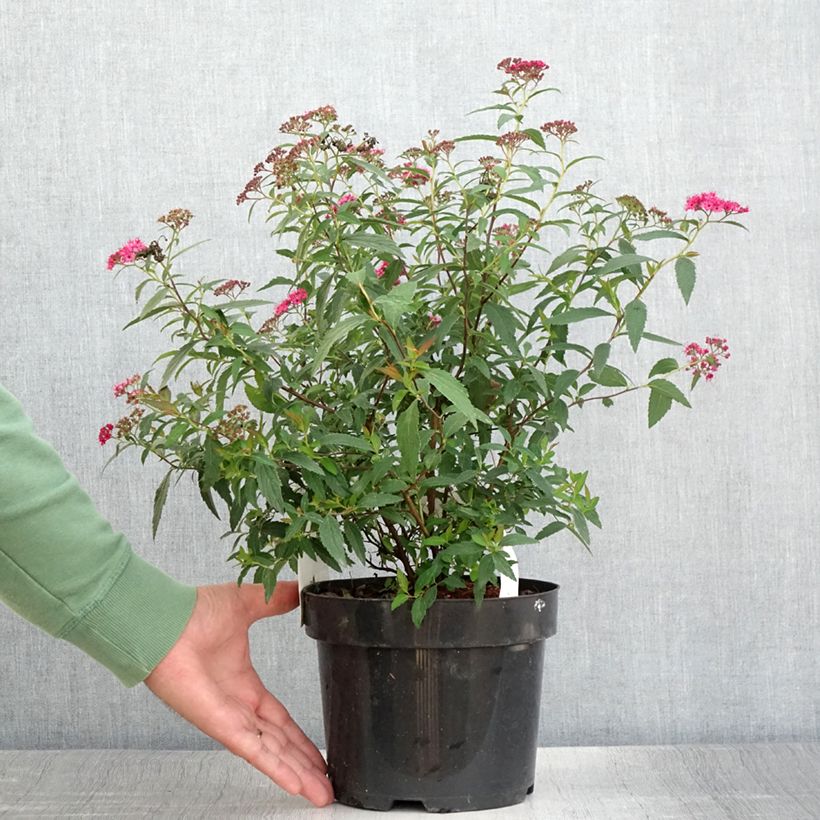 Example of Sommerspiere Neon Flash - Spiraea japonica Topf mit 2L/3L as you get in ete