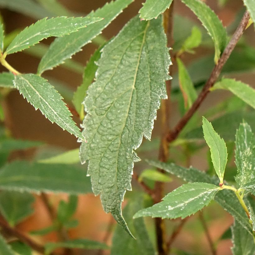 Sommerspiere Neon Flash - Spiraea japonica (Foliage)