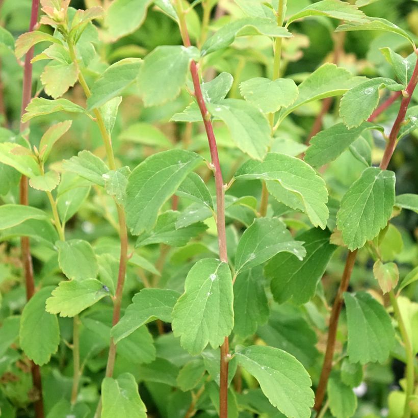 Japanische Strauchspiere Halwards Silver - Spiraea nipponica (Foliage)