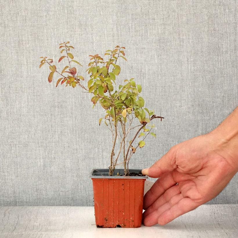 Example of Japanische Strauchspiere Halwards Silver - Spiraea nipponica Kleine Töpfe von 8/9 cm as you get in ete