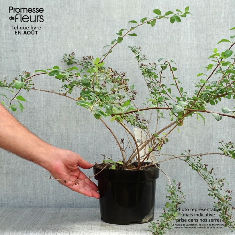 Exemplar von Japanische Strauchspiere White Carpet - Spiraea nipponica Topf mit 3L/4L wie im Sommer geliefert