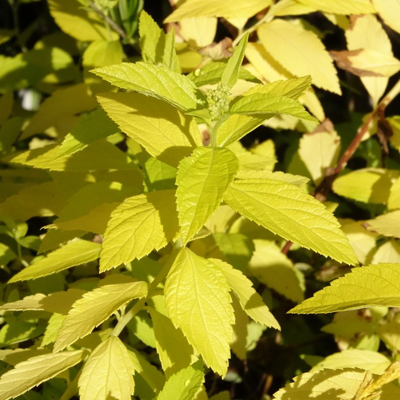 Sommerspiere White Gold - Spiraea japonica (Laub)