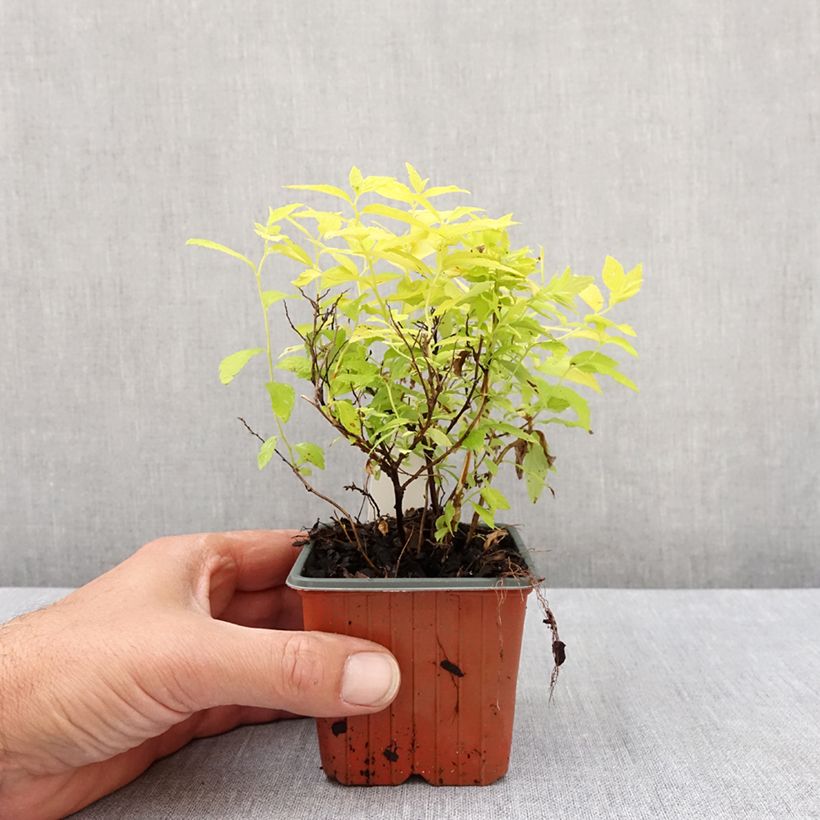 Example of Sommerspiere White Gold - Spiraea japonica Kleine Töpfe von 8/9 cm as you get in printemps