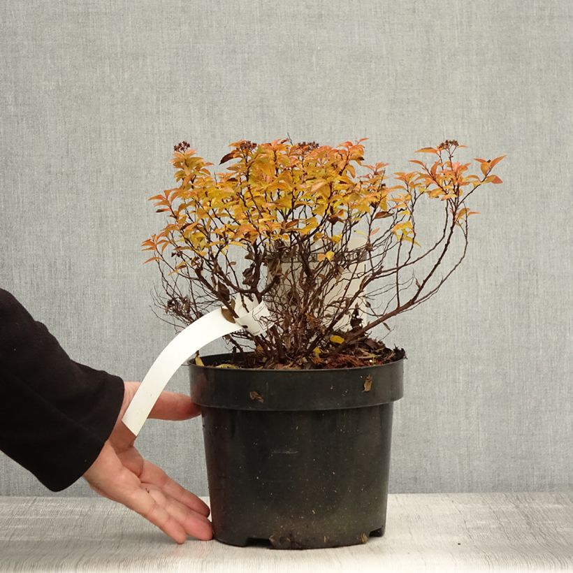 Example of Sommerspiere Zen'Spirit Caramel - Spiraea japonica Topf mit 3L/4L as you get in automne