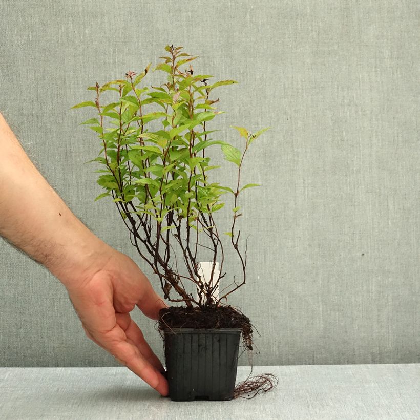 Exemplar von Rote Sommerspiere Anthony Waterer - Spiraea japonica Kleine Töpfe von 8/9 cm wie im Herbst geliefert