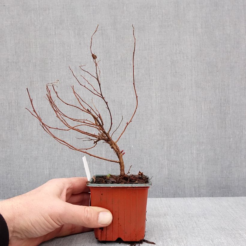 Example of Rote Sommerspiere Anthony Waterer - Spiraea japonica Kleine Töpfe von 8/9 cm as you get in hiver