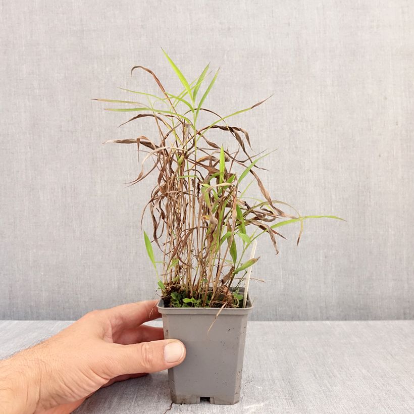 Exemplar von Spodiopogon sibiricus - Graubartgras Kleine Töpfe von 8/9 cm wie im Herbst geliefert