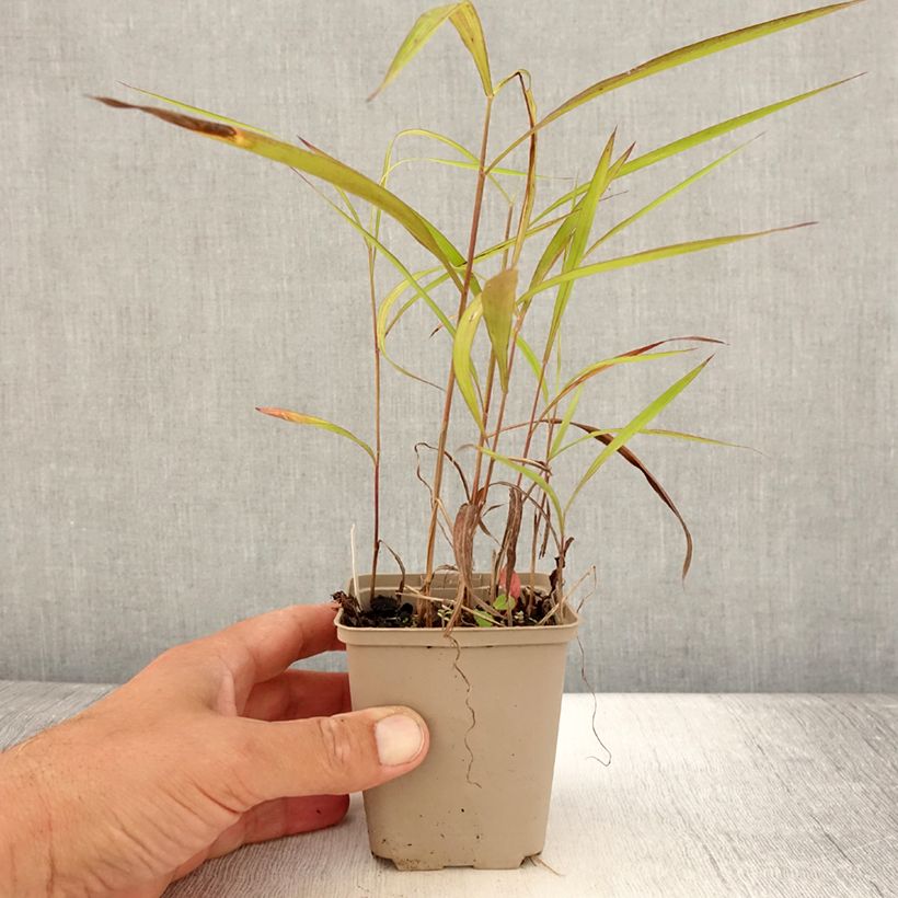 Example of Spodiopogon sibiricus - Graubartgras Kleine Töpfe von 8/9 cm as you get in ete