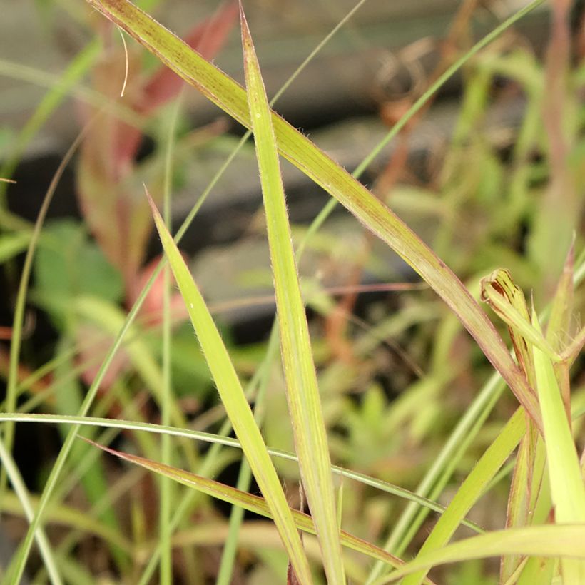 Spodiopogon sibiricus - Graubartgras (Foliage)