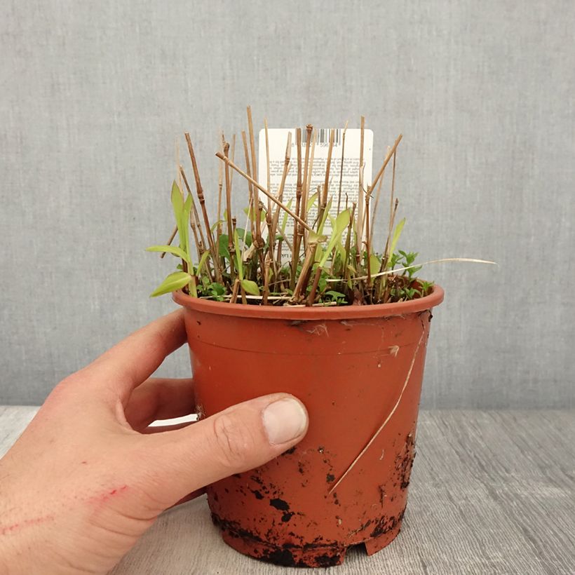 Exemplar von Spodiopogon sibiricus West Lake - Graubartgras Topf mit 1L/1,5L wie im Frühjahr geliefert