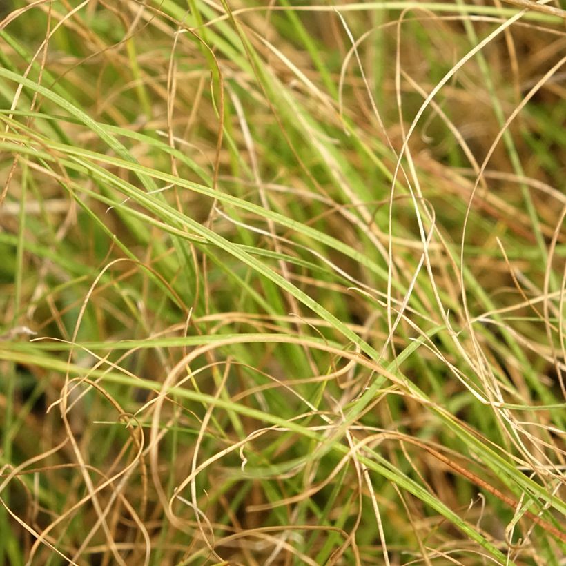 Sporobolus heterolepis Cloud - Tautropfengras (Foliage)