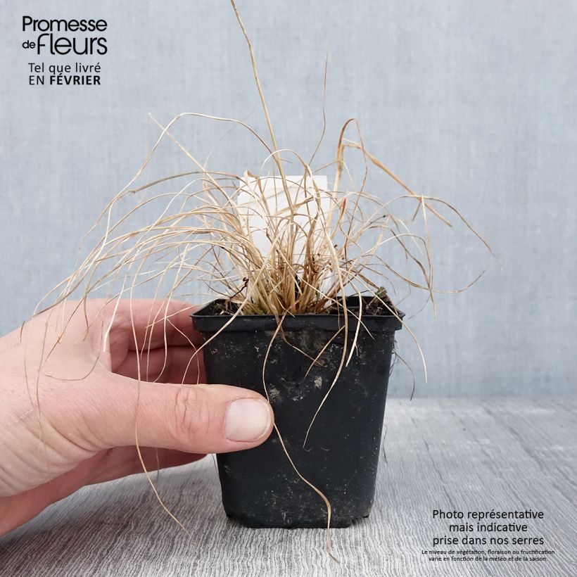 Exemplar von Sporobolus heterolepis Cloud - Tautropfengras Kleine Töpfe von 8/9 cm wie im Winter geliefert