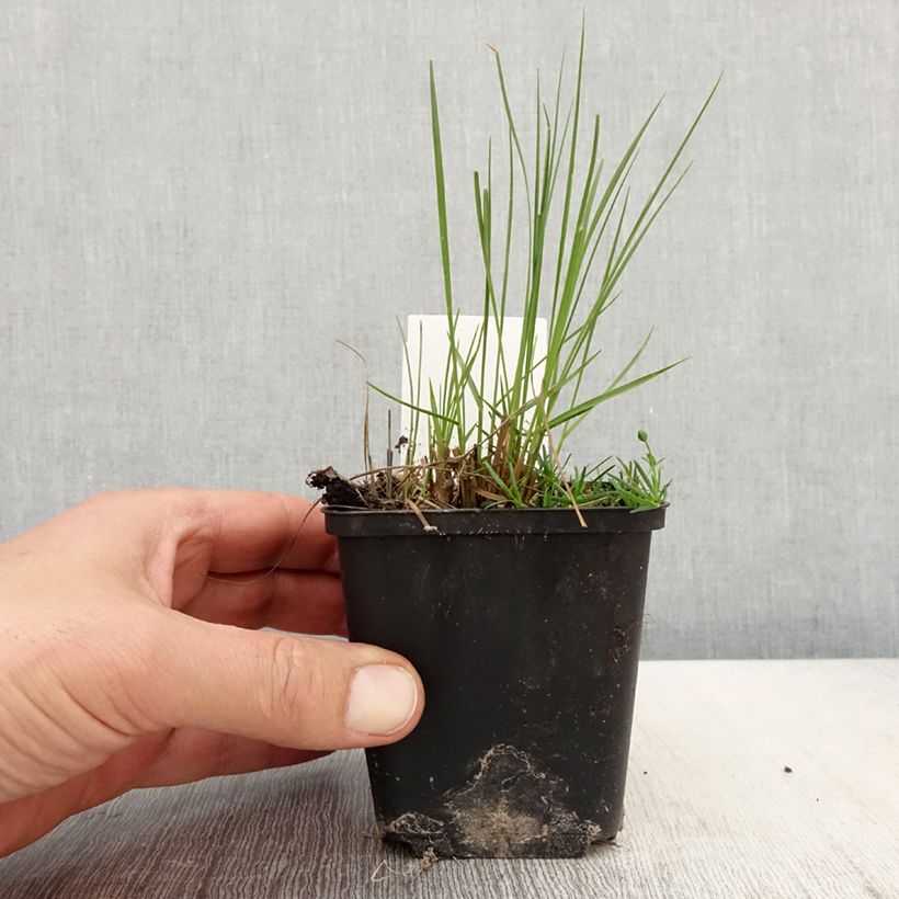 Exemplar von Sporobolus heterolepis Cloud - Tautropfengras Kleine Töpfe von 8/9 cm wie im Frühjahr geliefert