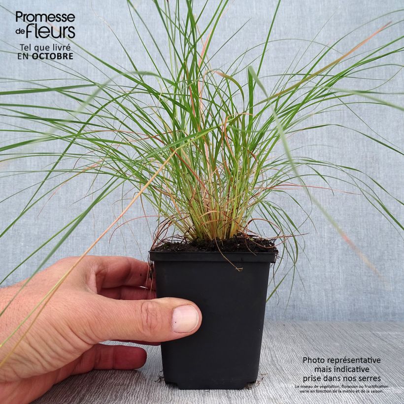 Example of Sporobolus heterolepis - Tautropfengras Kleine Töpfe von 8/9 cm as you get in automne