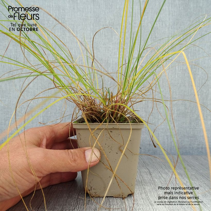 Example of Sporobolus heterolepis Wisconsin Strain - Tautropfengras Kleine Töpfe von 8/9 cm as you get in automne